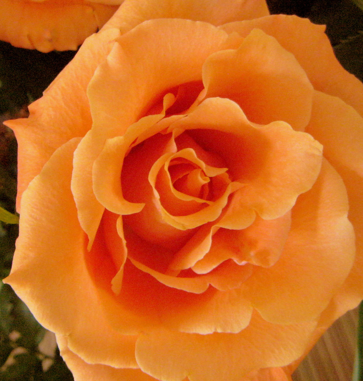 桃彩色Rose