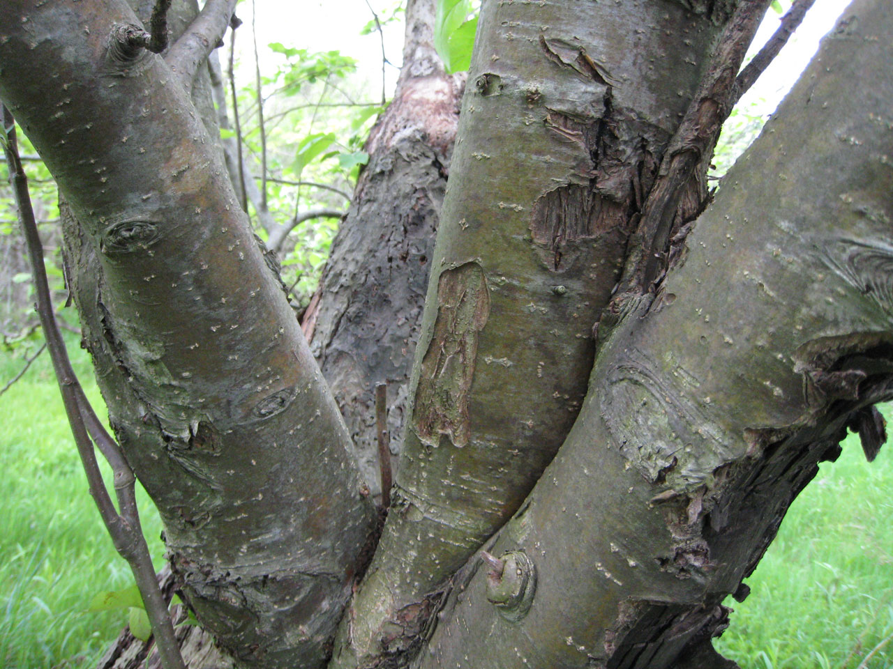粗糙树Bark