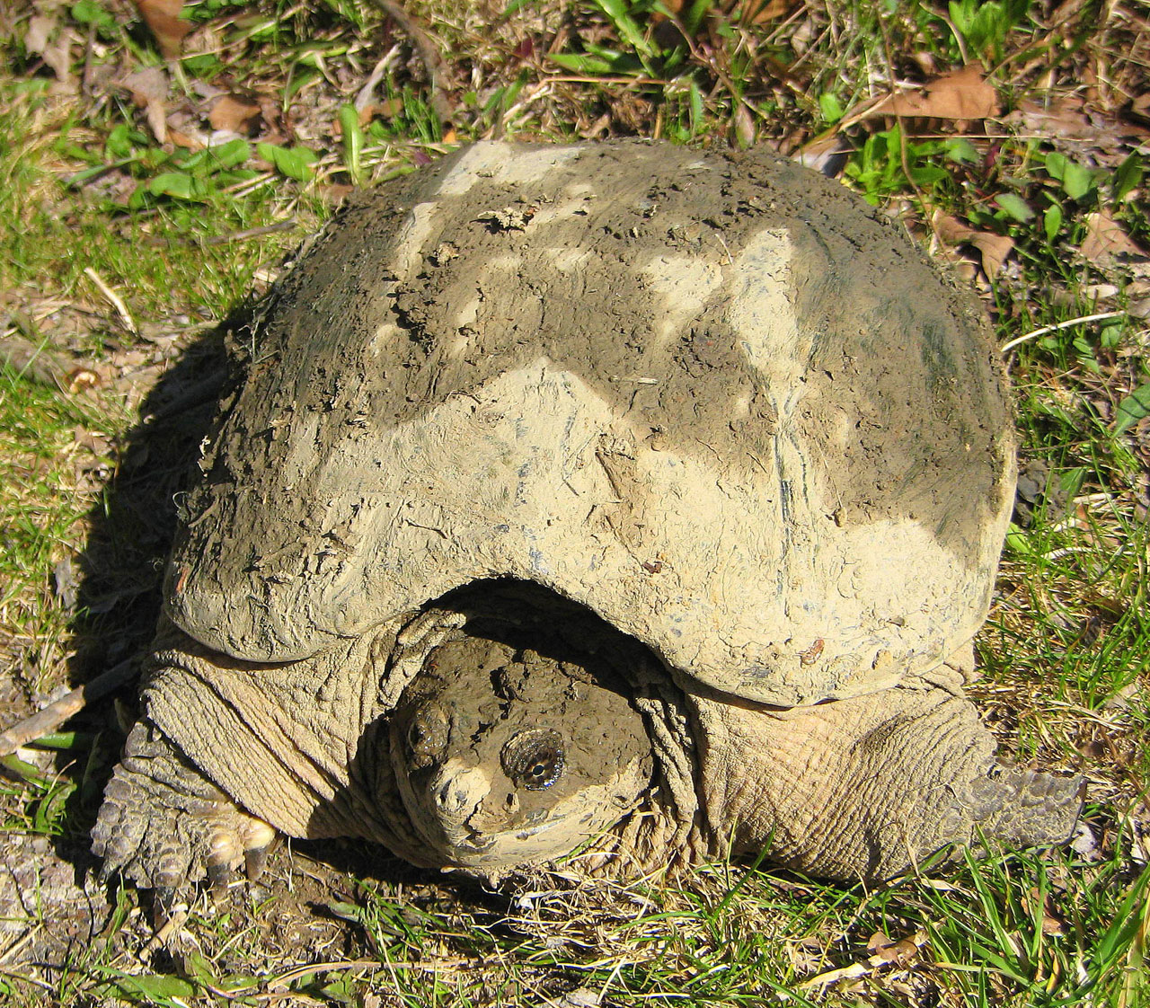 Turtle Overdekte In Mud