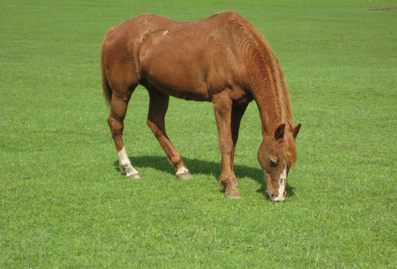 Em Green Horse Pasture