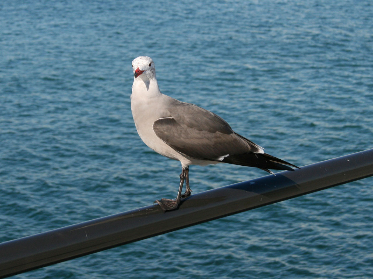 Seagull perché sur la jetée rambarde