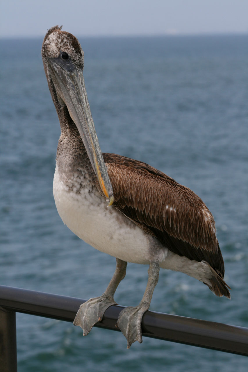 Pelican empoleirada sobre um píer railin