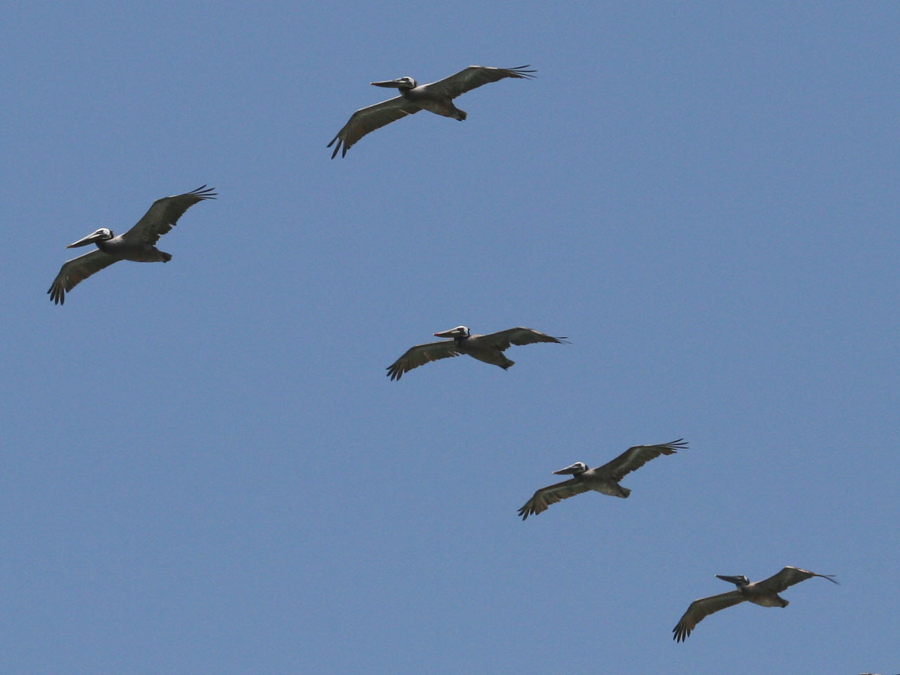 Pelicans voar overhead