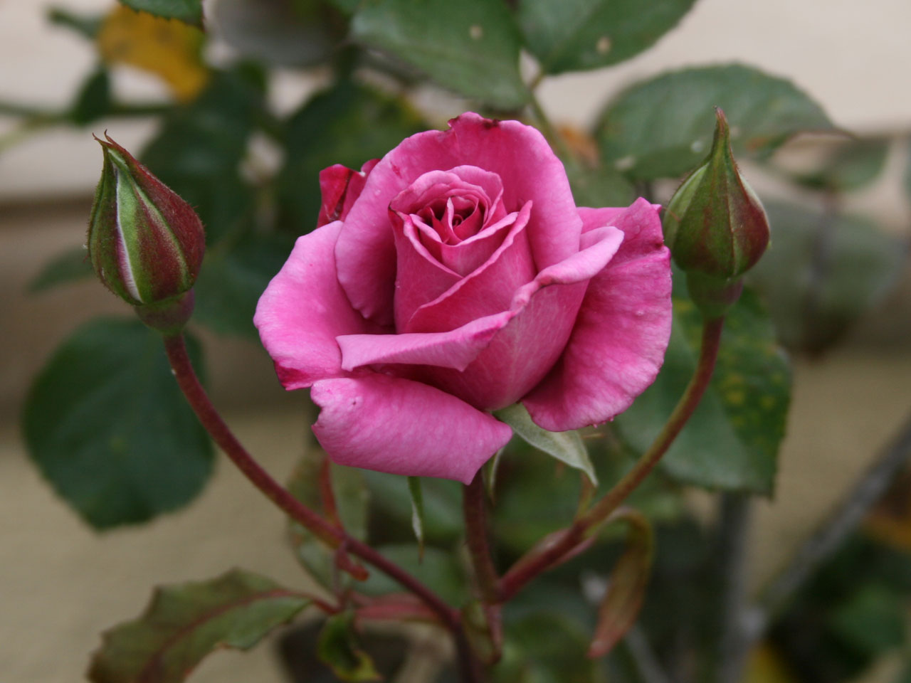 Pink Rose And Two Buds