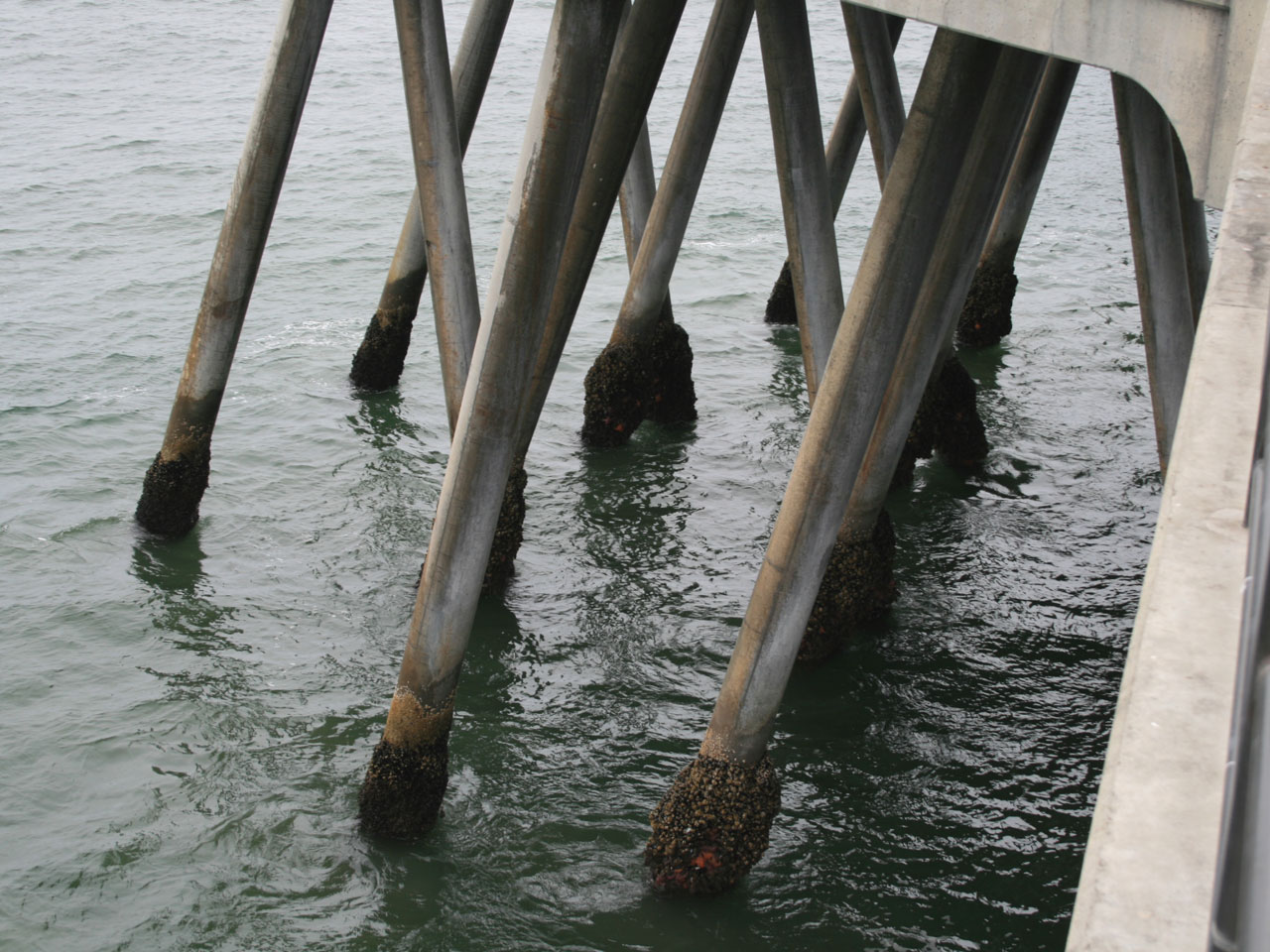 Armatura Pier cu barnacles