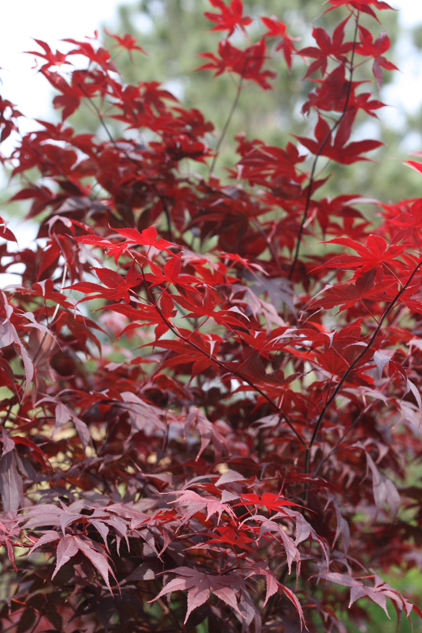 日本红maple