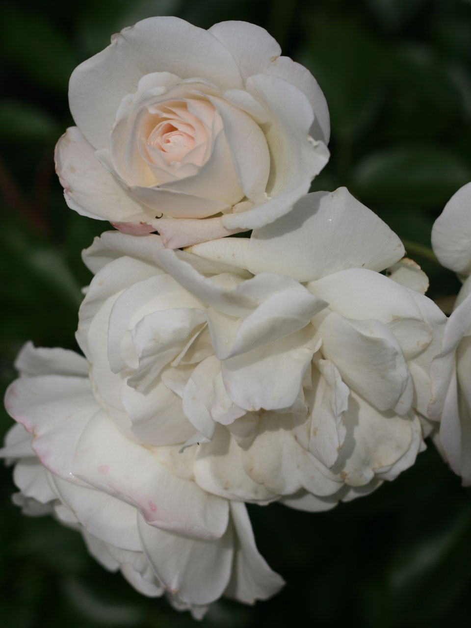 Cluster Of White Roses