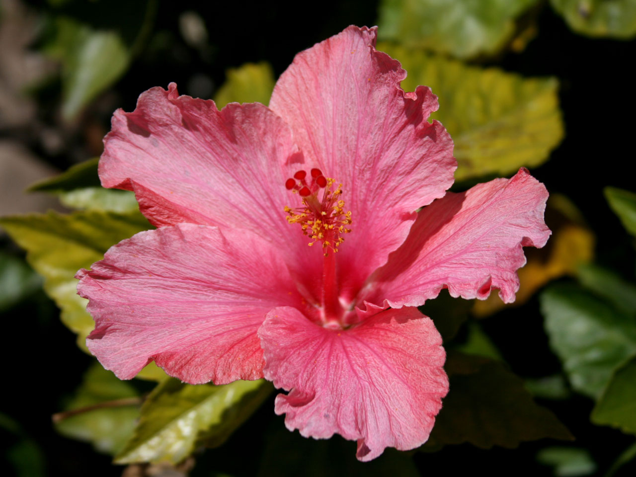 Hibiscus rosa flor