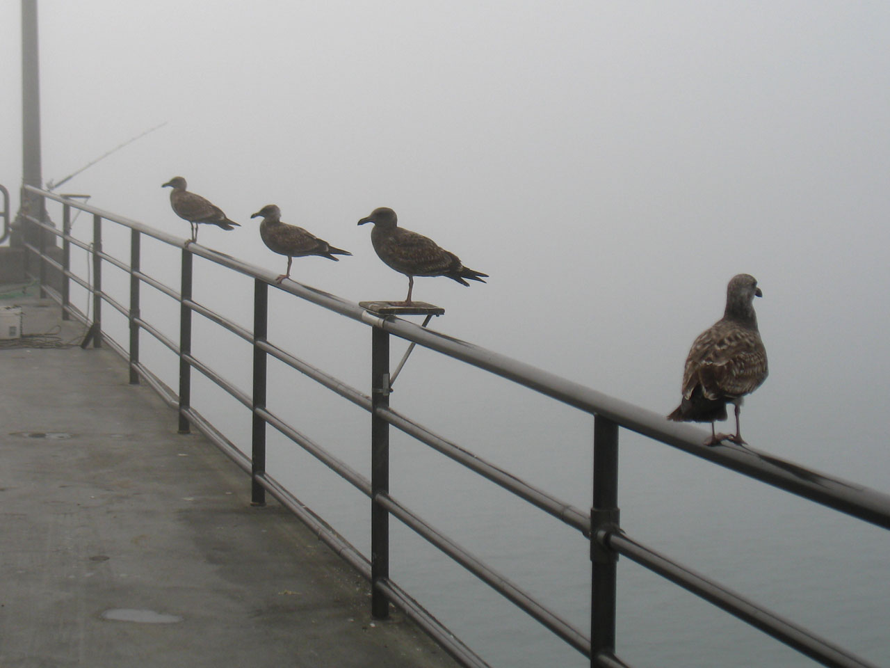 Seagulls attendant de lever le brouillar