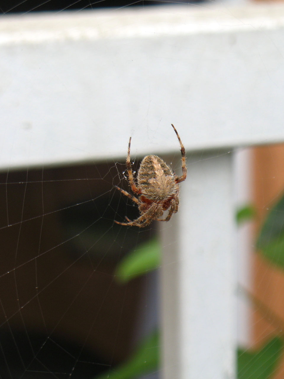 蜘蛛在web