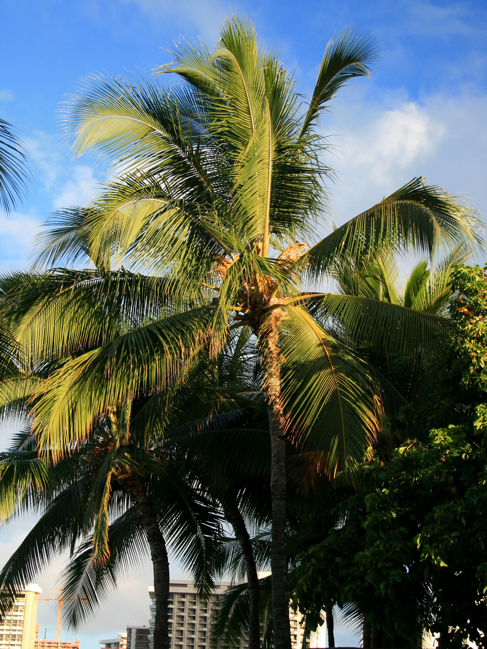 椰子palm