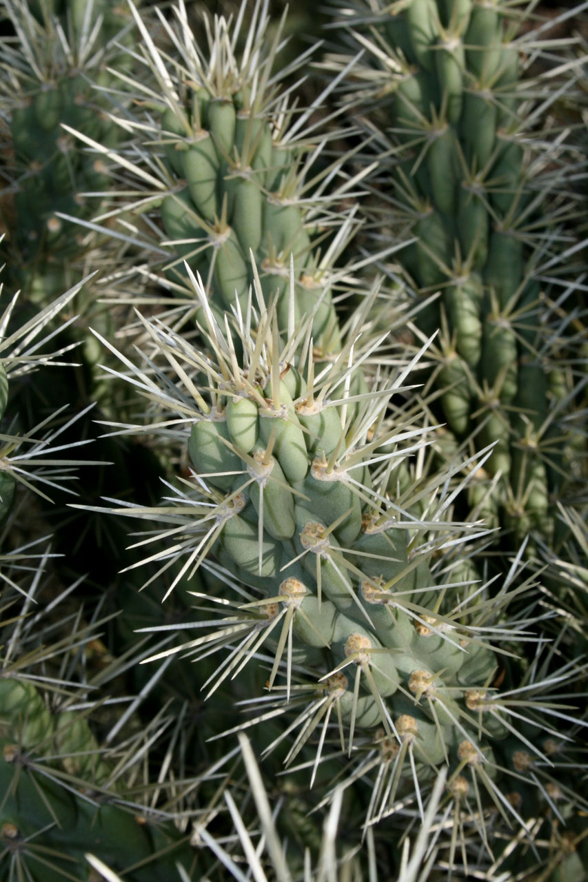 Closeup - Fruit Chain Cholla Cactus