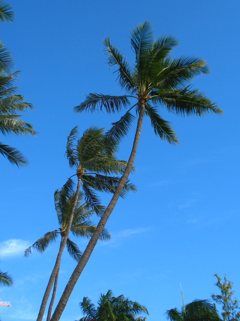 椰子palms
