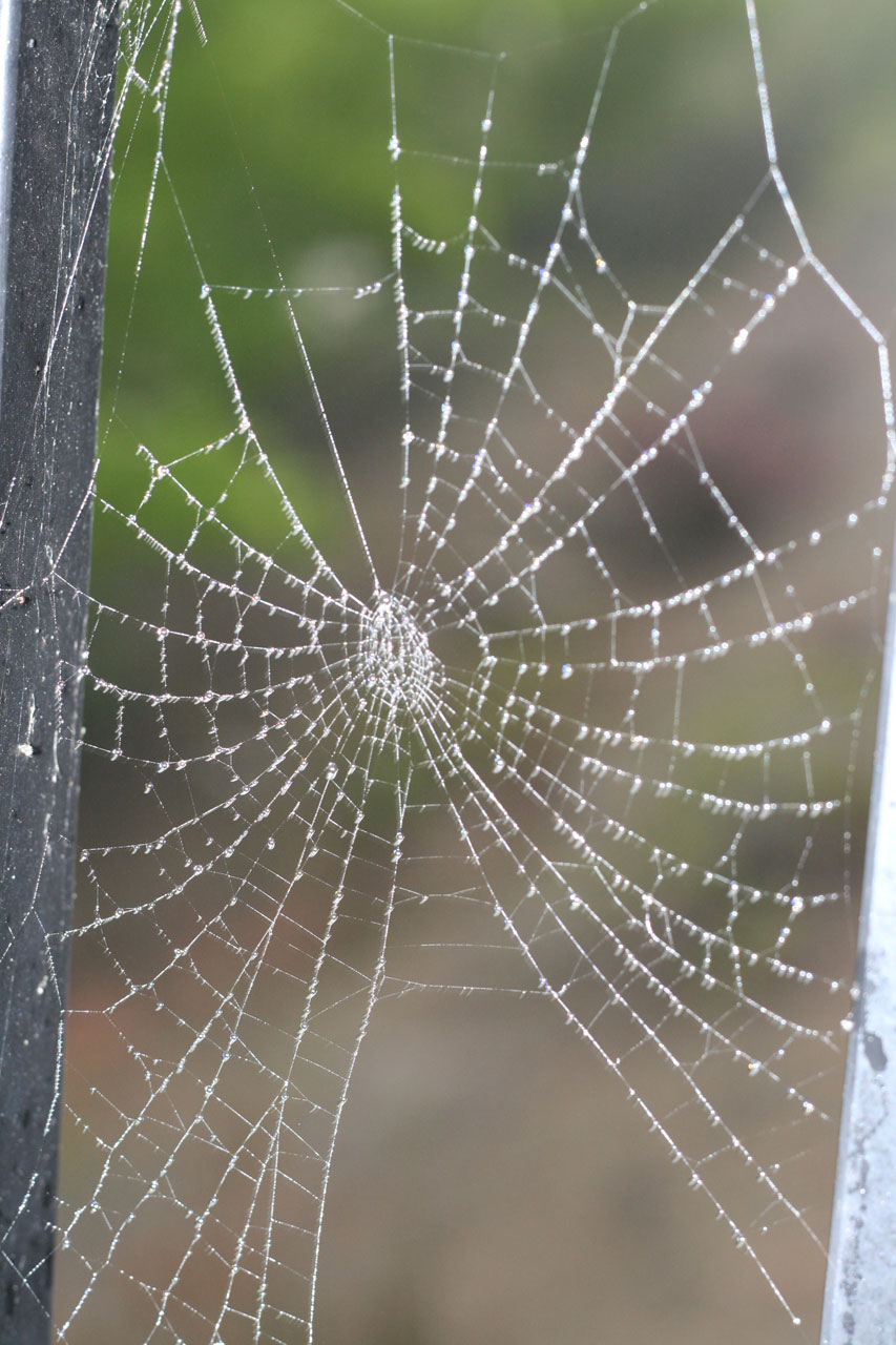 蜘蛛网覆盖dew