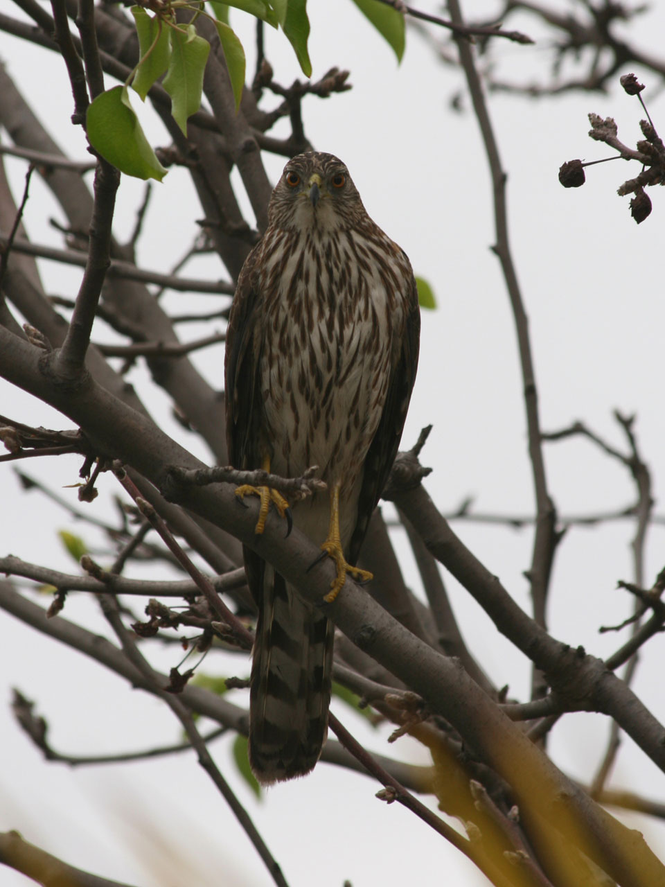 Young Hawk dans un arbre