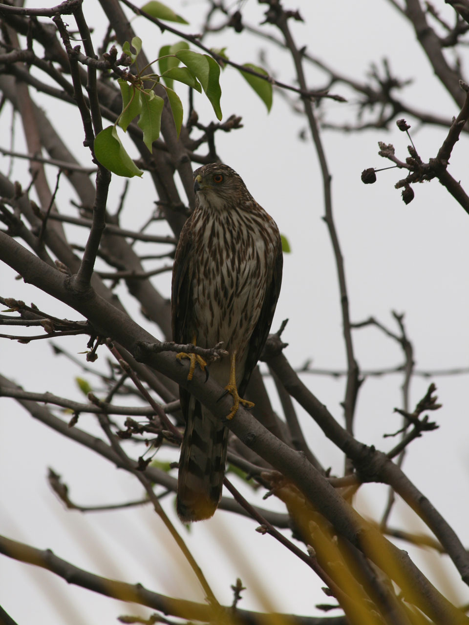 Young Hawk dans un arbre