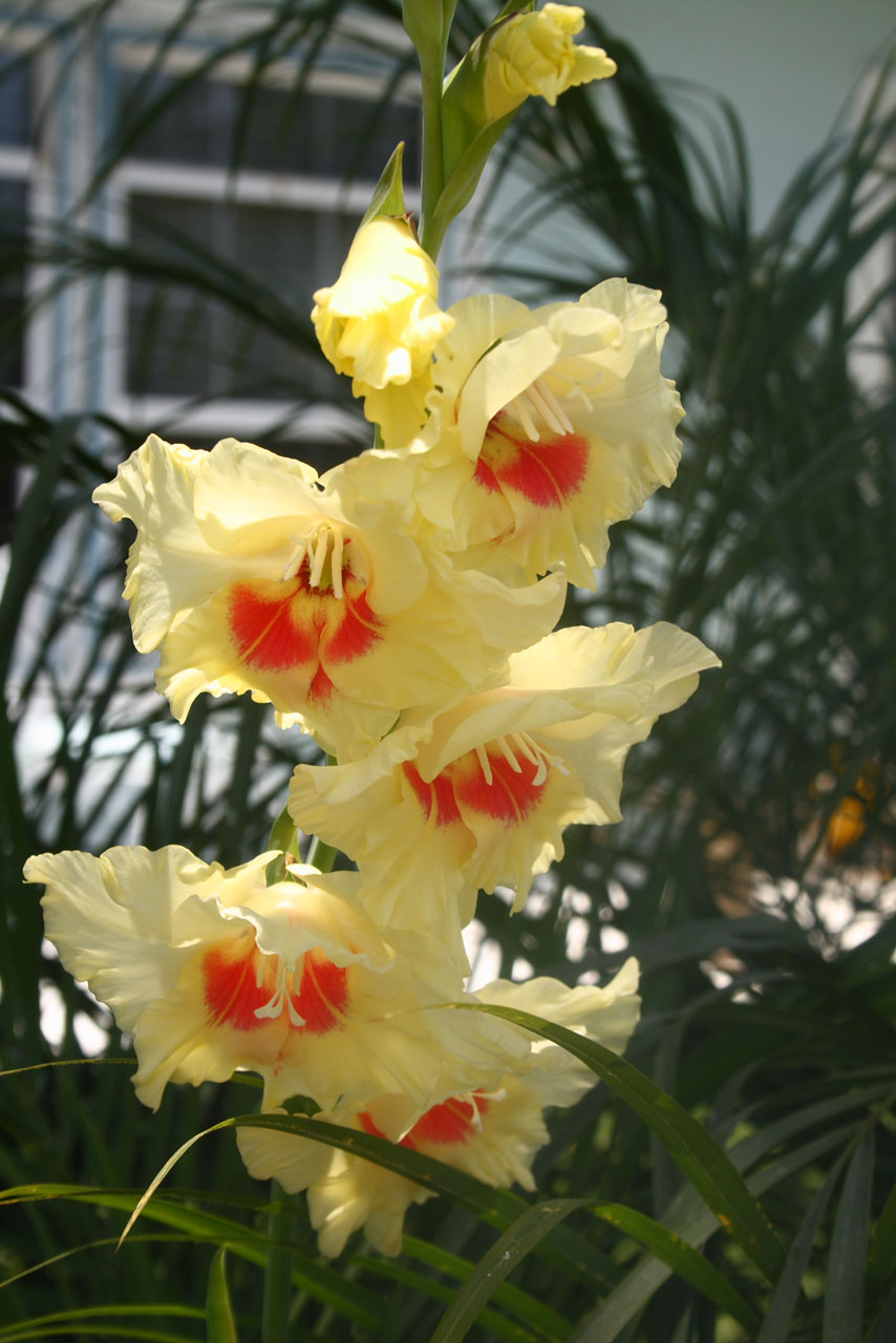 Yellow And Orange Gladiolus