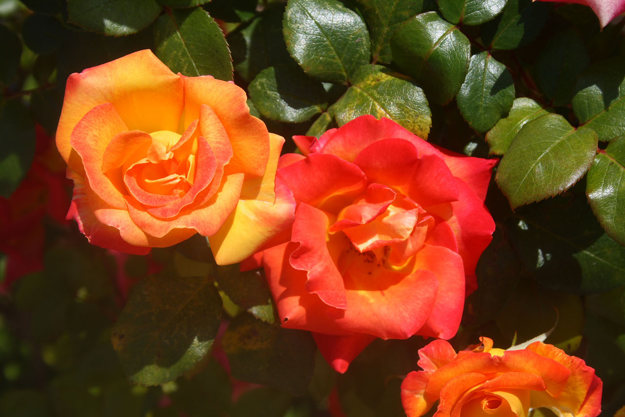 橙色和红色roses