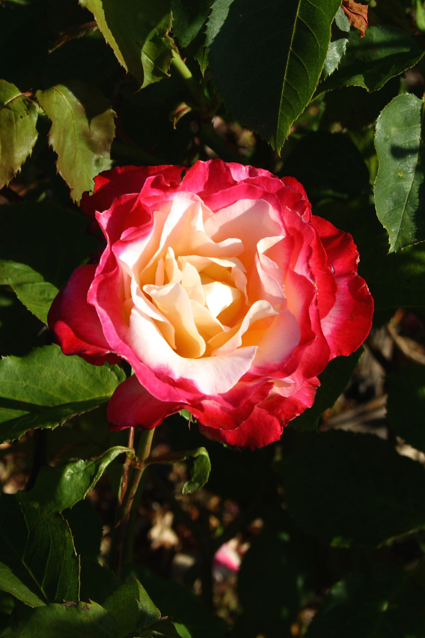 红色和白色rose