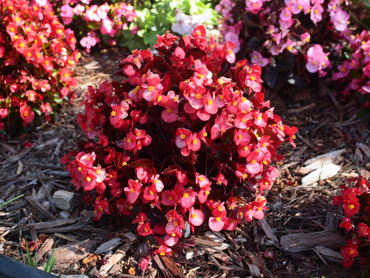 Red bégonia en fleurs