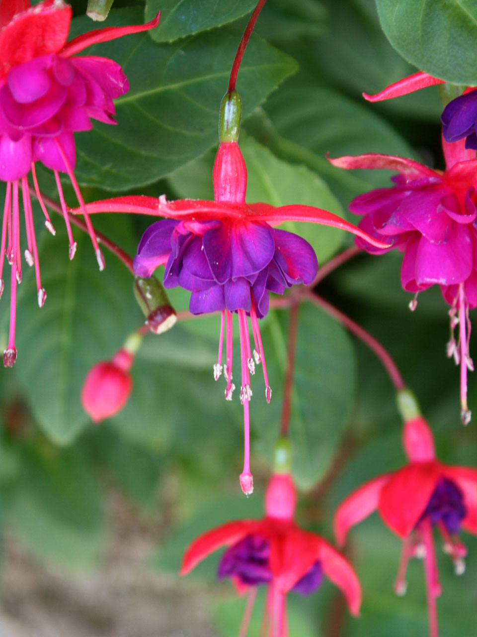 Fuchsia flor