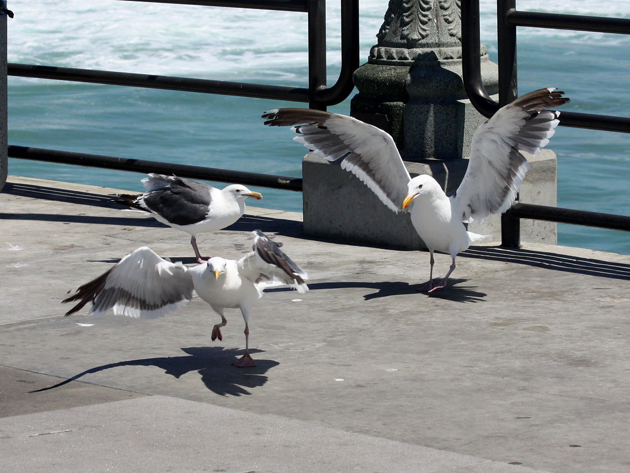 争吵seagulls