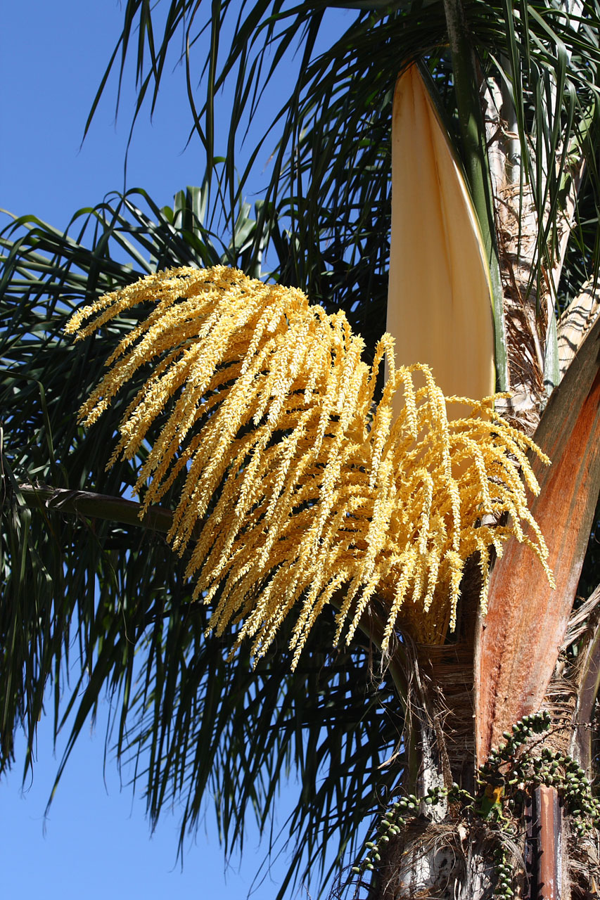 Дерево пальмы blossom