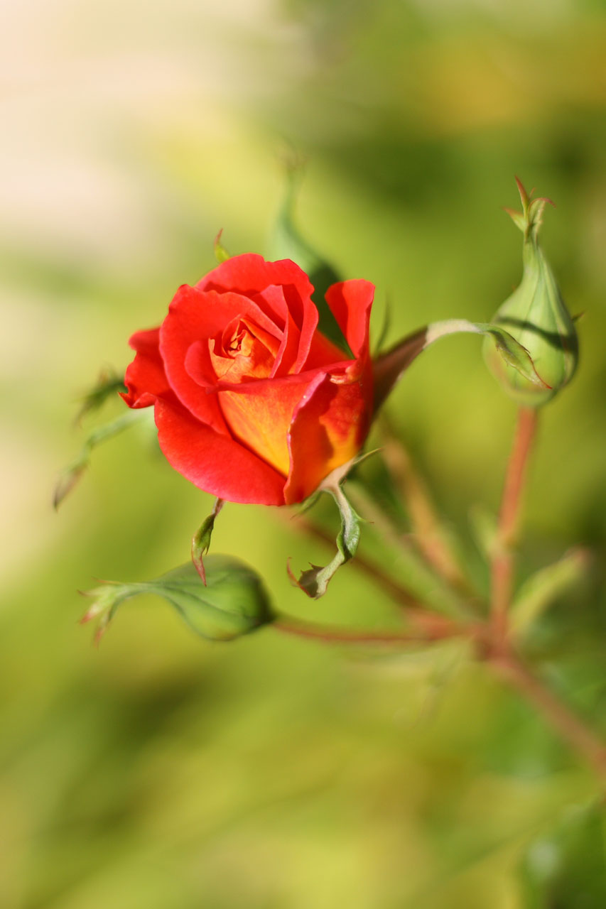 Красные и желтые розы bud