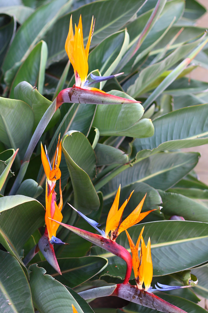 Orange paradisfågeln blomningar