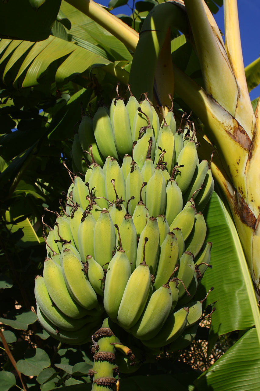 Bananas de maturação da árvore