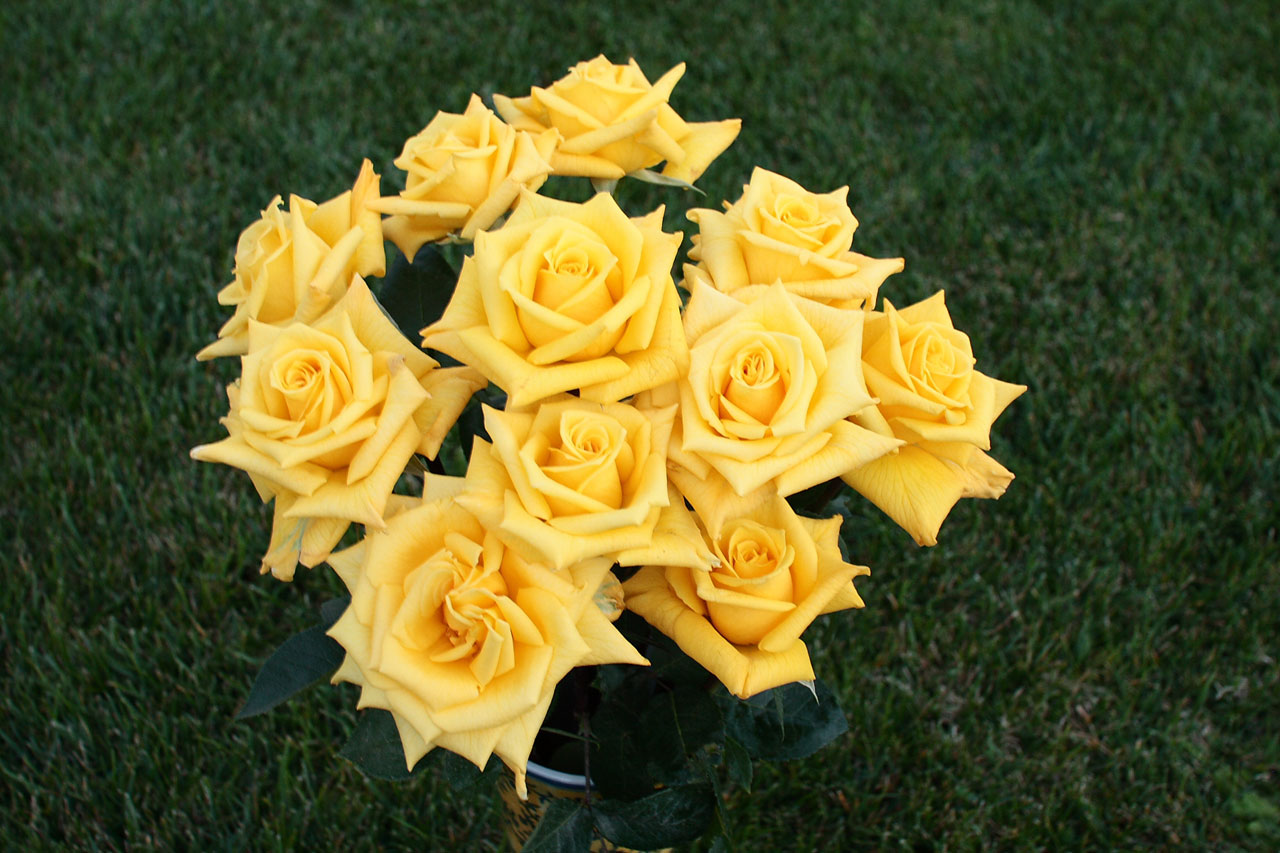 Bouquet Of Yellow Roses Free Stock Photo - Public Domain Pictures
