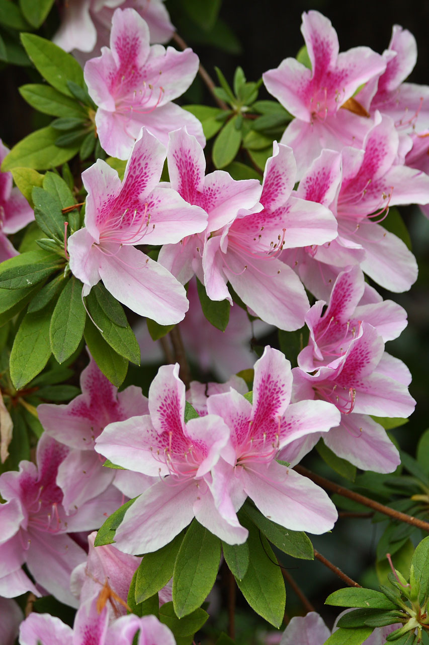 Azalea flores