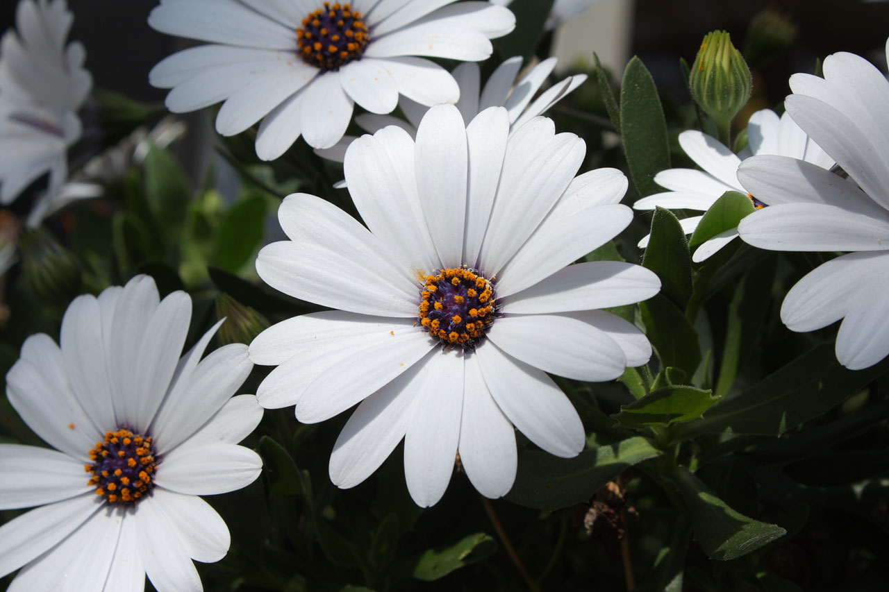白菊花盛开