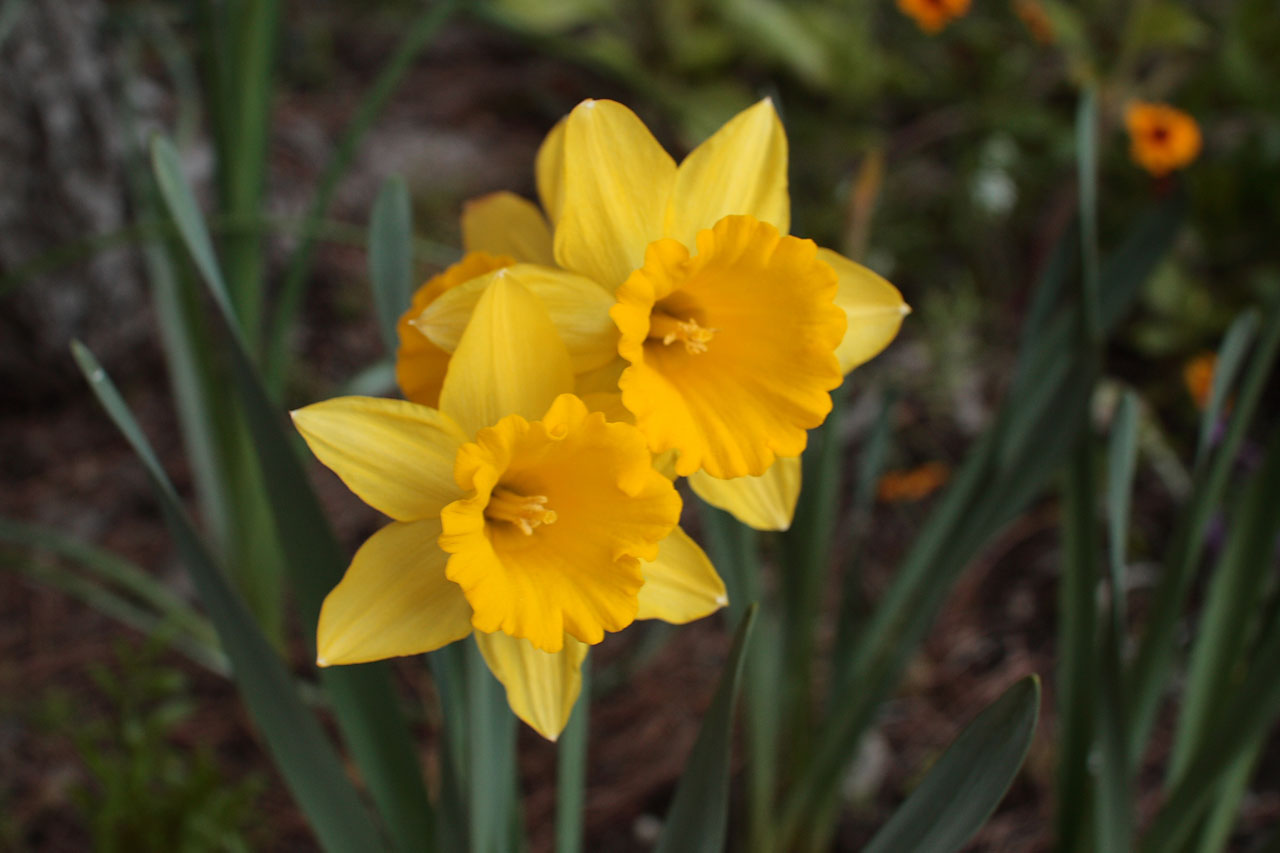 Narciso amarelo floresce