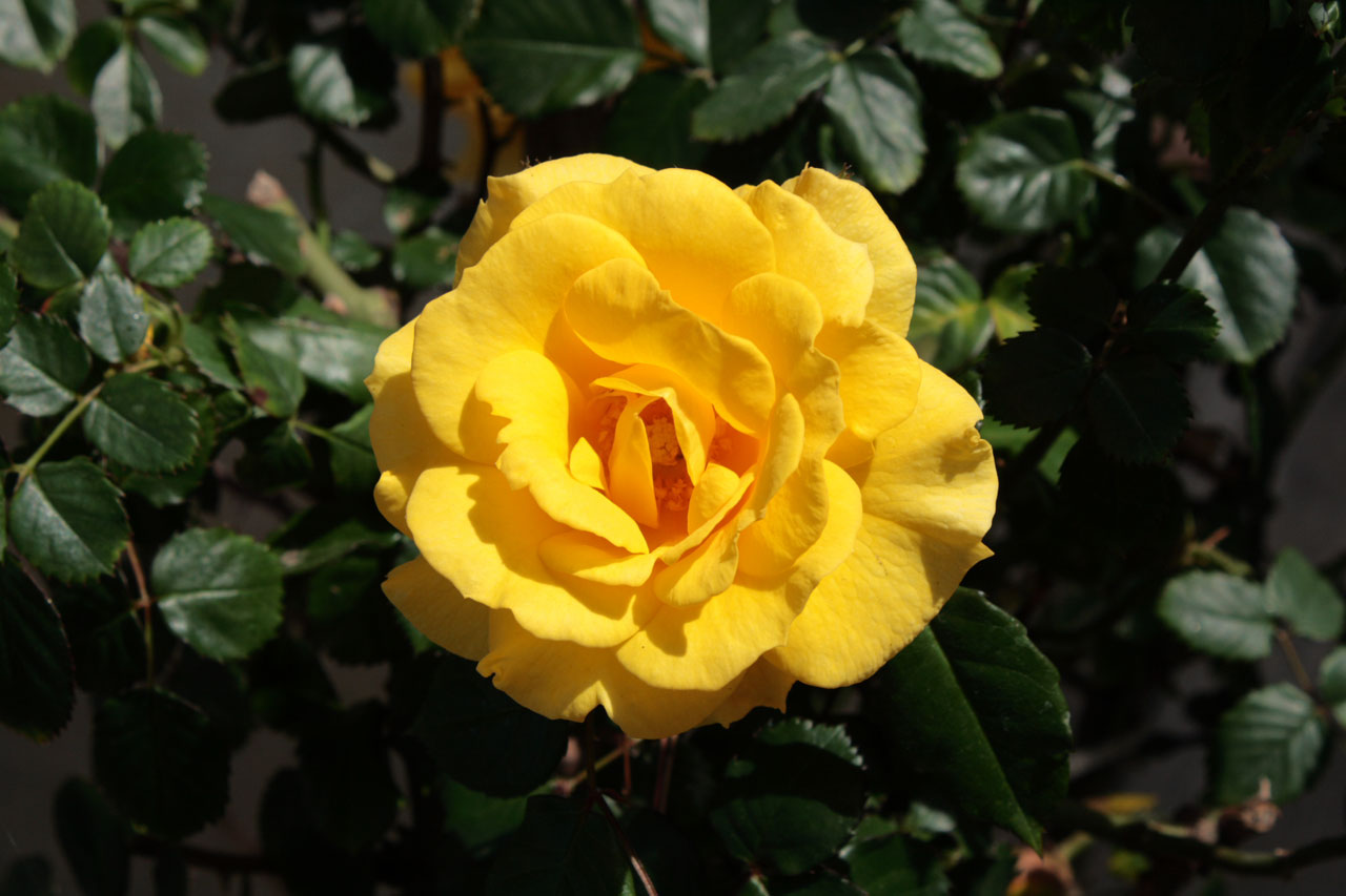 黄玫瑰盛开