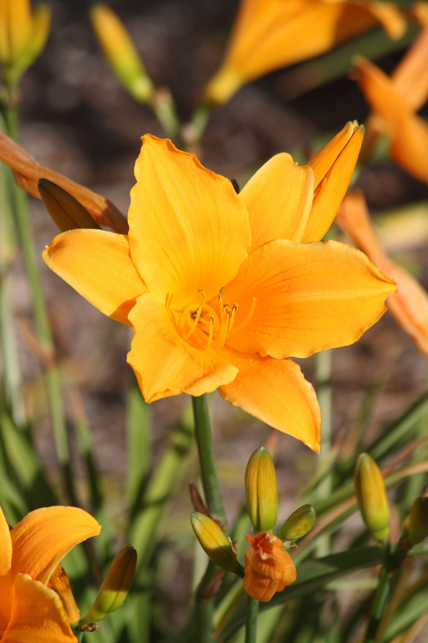 Orange Lily Bloom