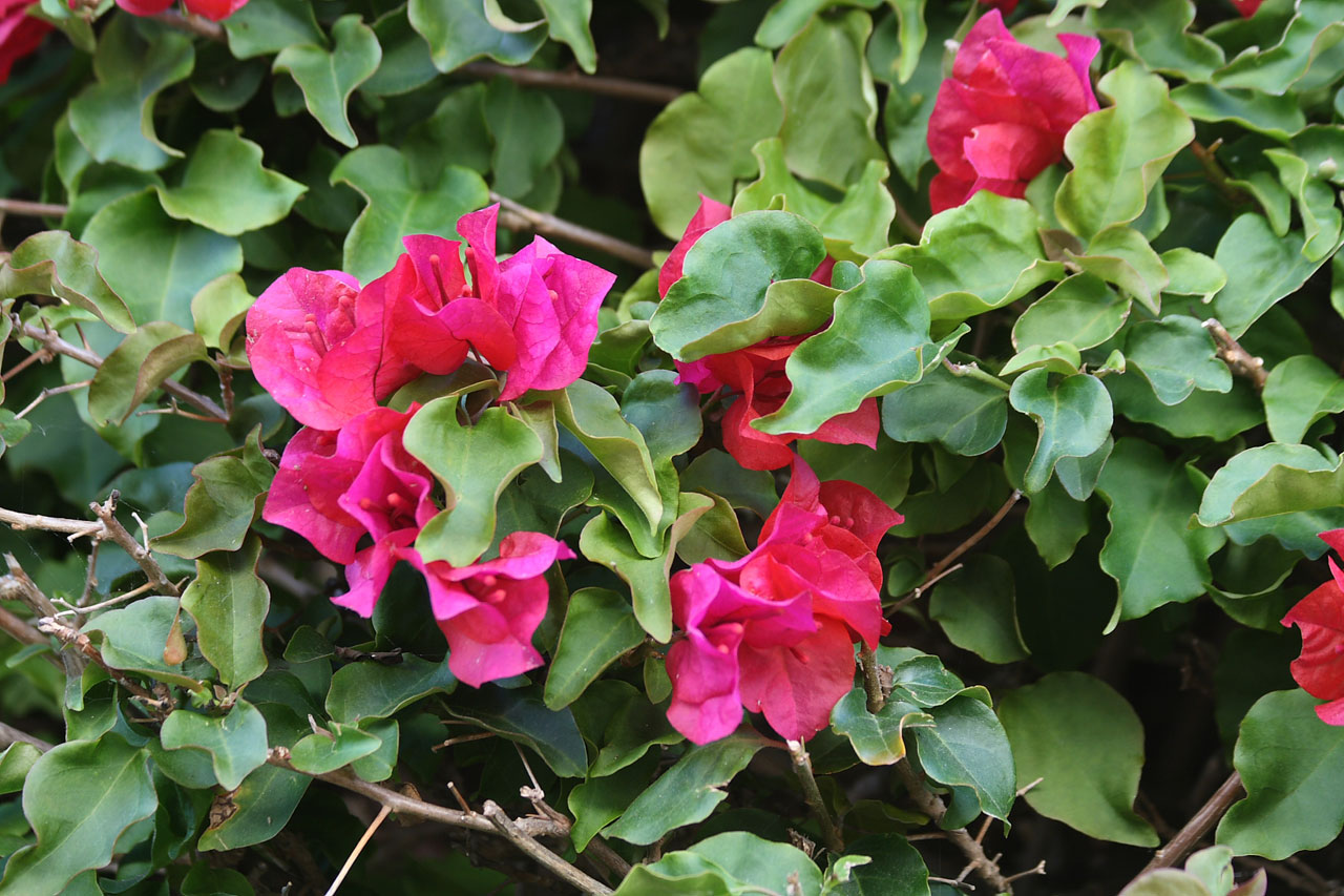 Bougainvillea With Red Blossoms