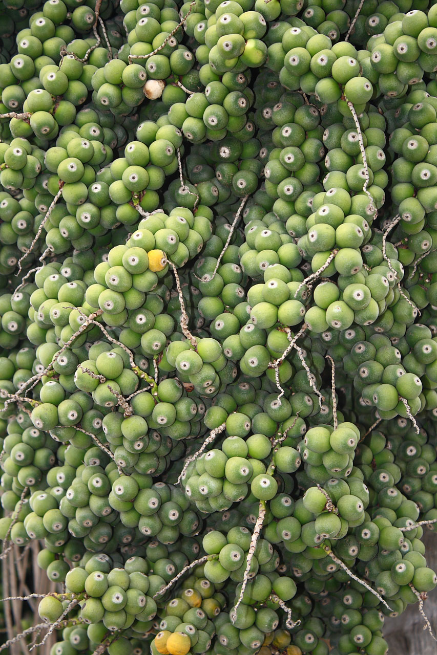 Cluster Of Ripening Dates