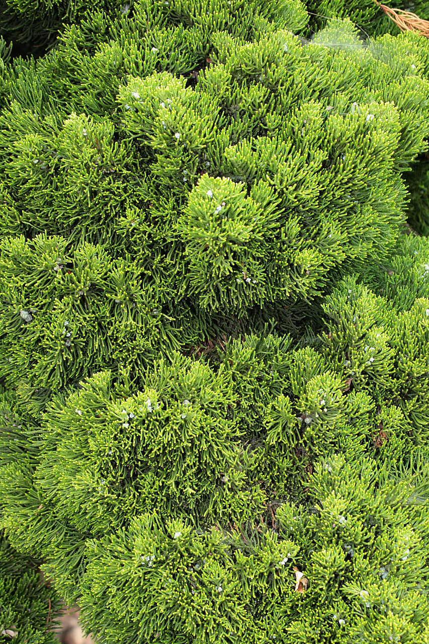 Cypress Background