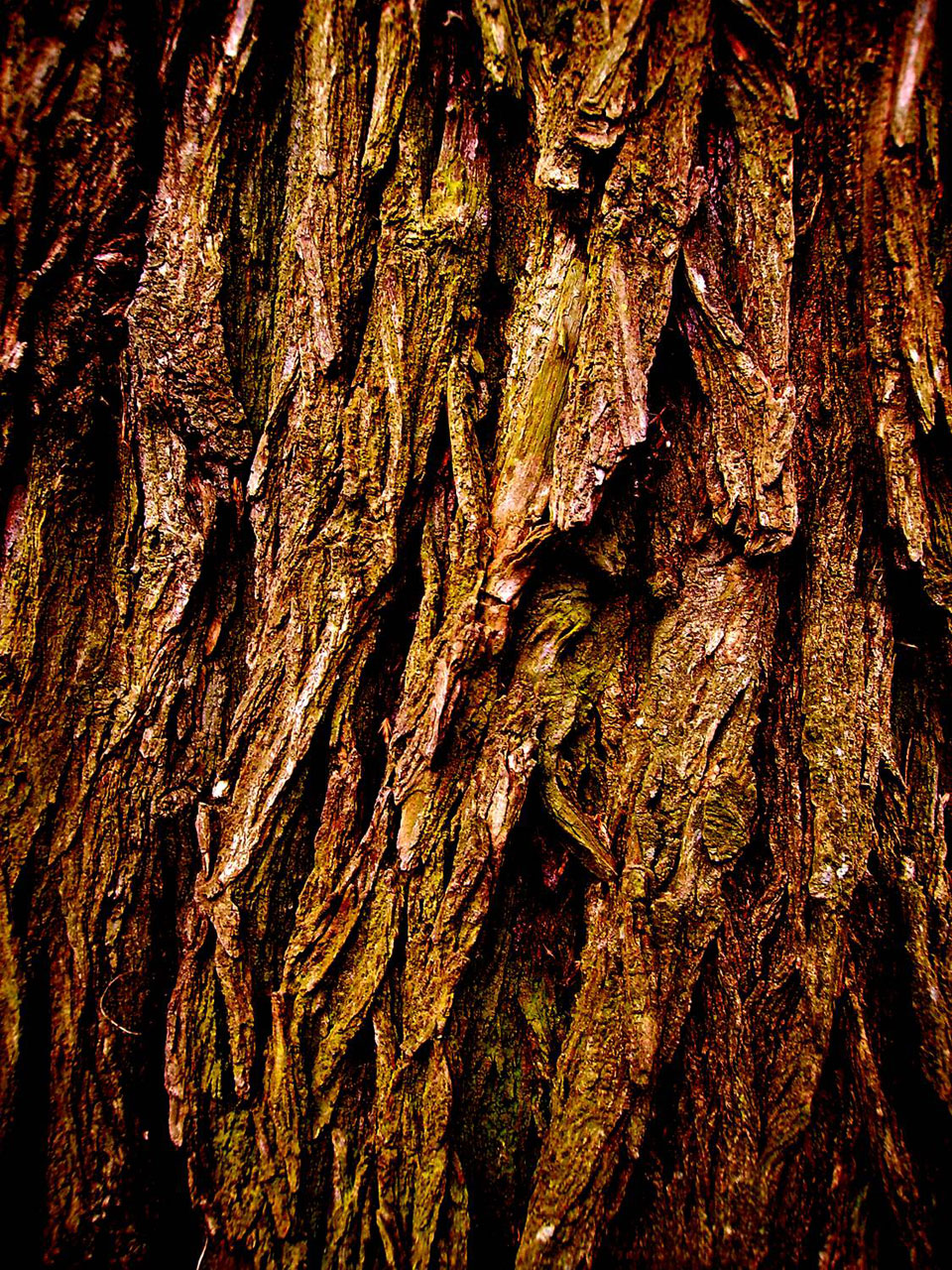 树bark