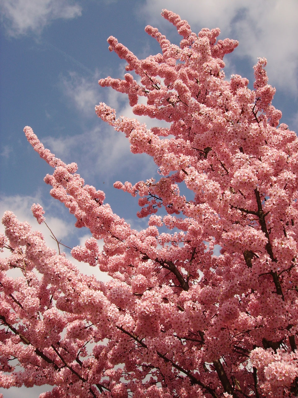 樱桃blossoms