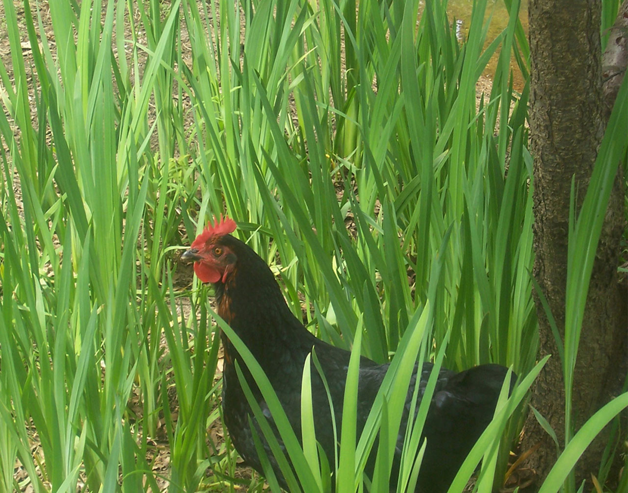 De poulet dans les hautes herbes