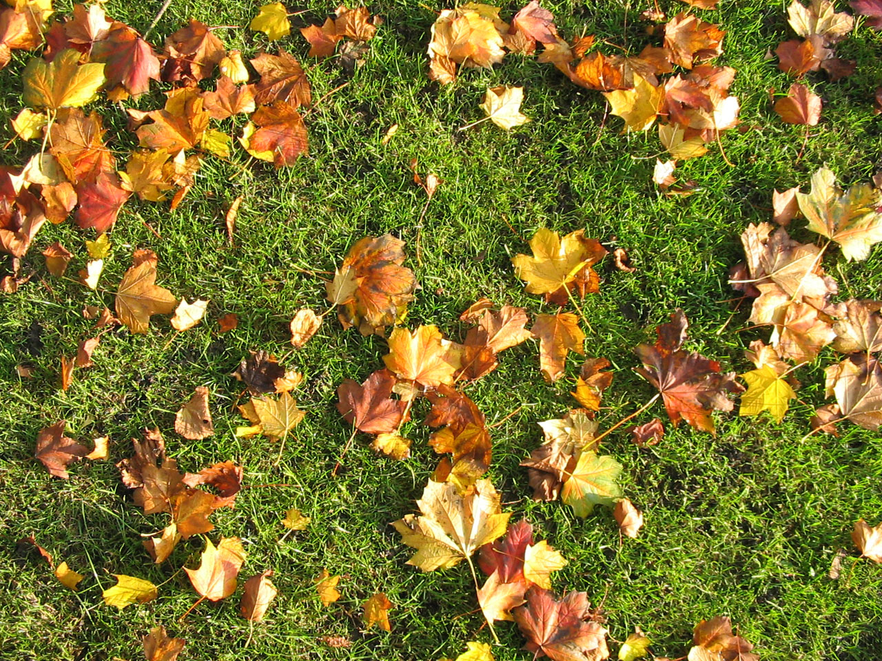 Brown Leaves On Grass