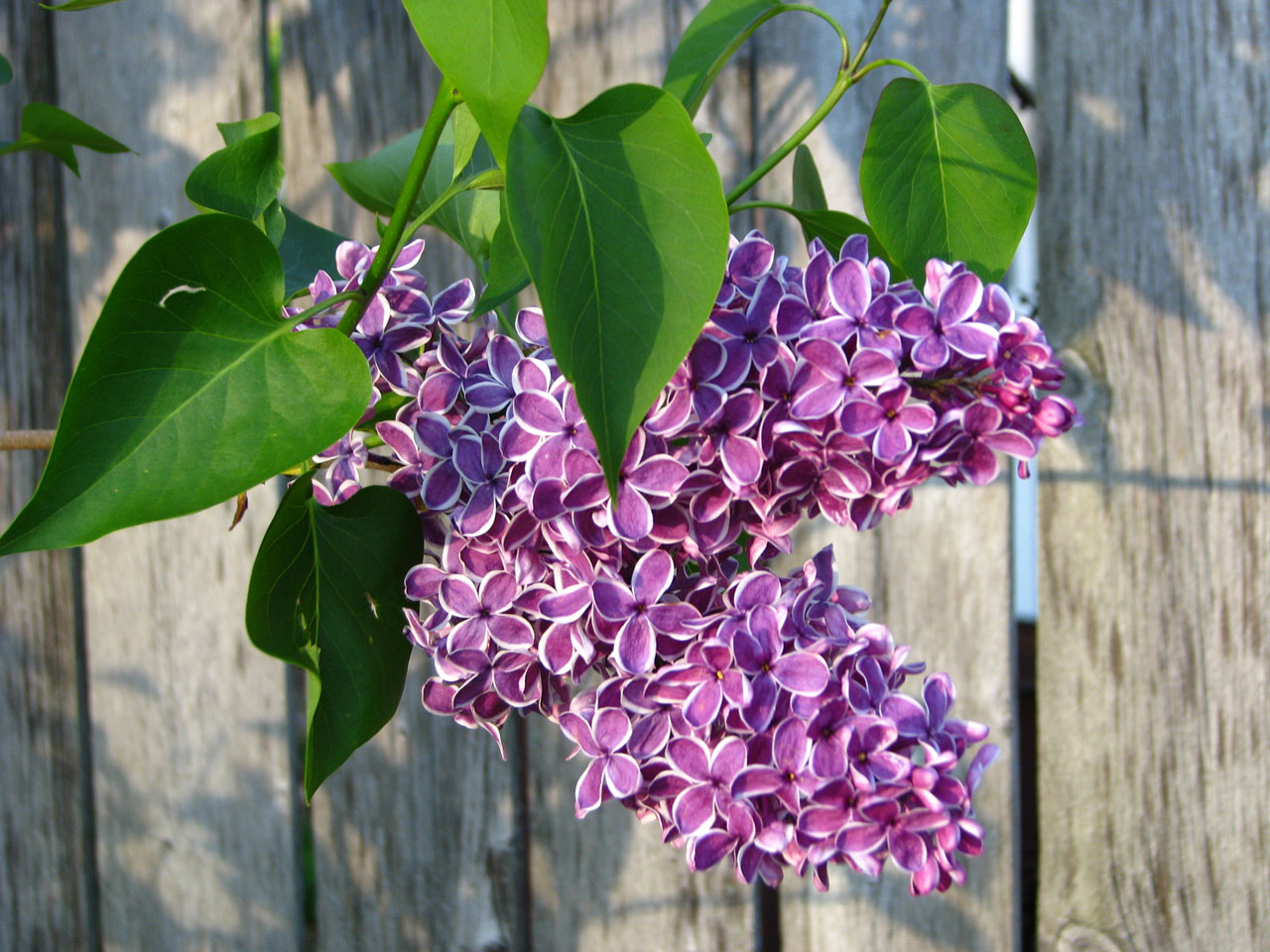 紫Lilacs