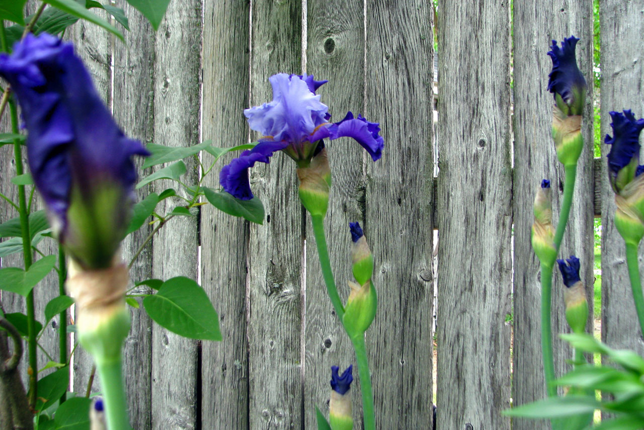双色紫Irises