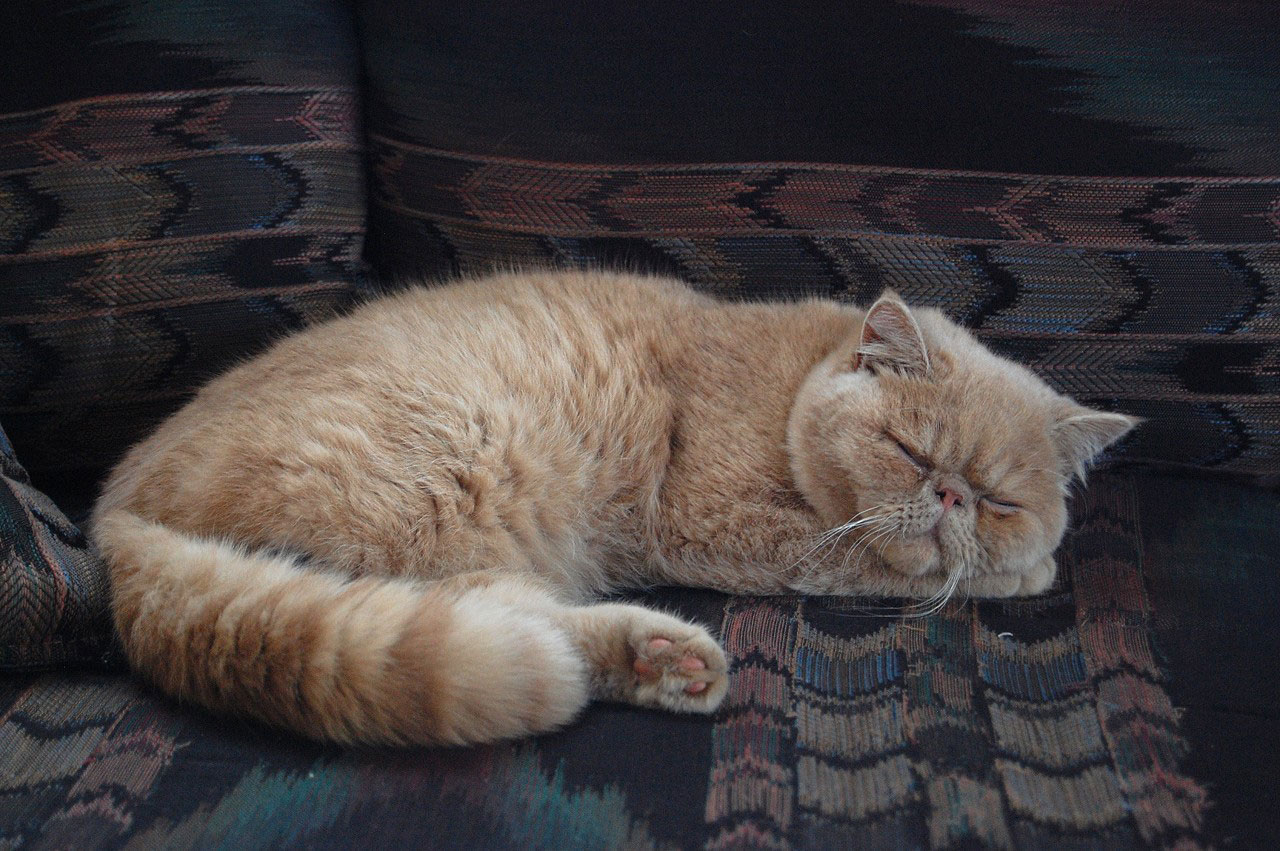 My Persian Cat Sleeping