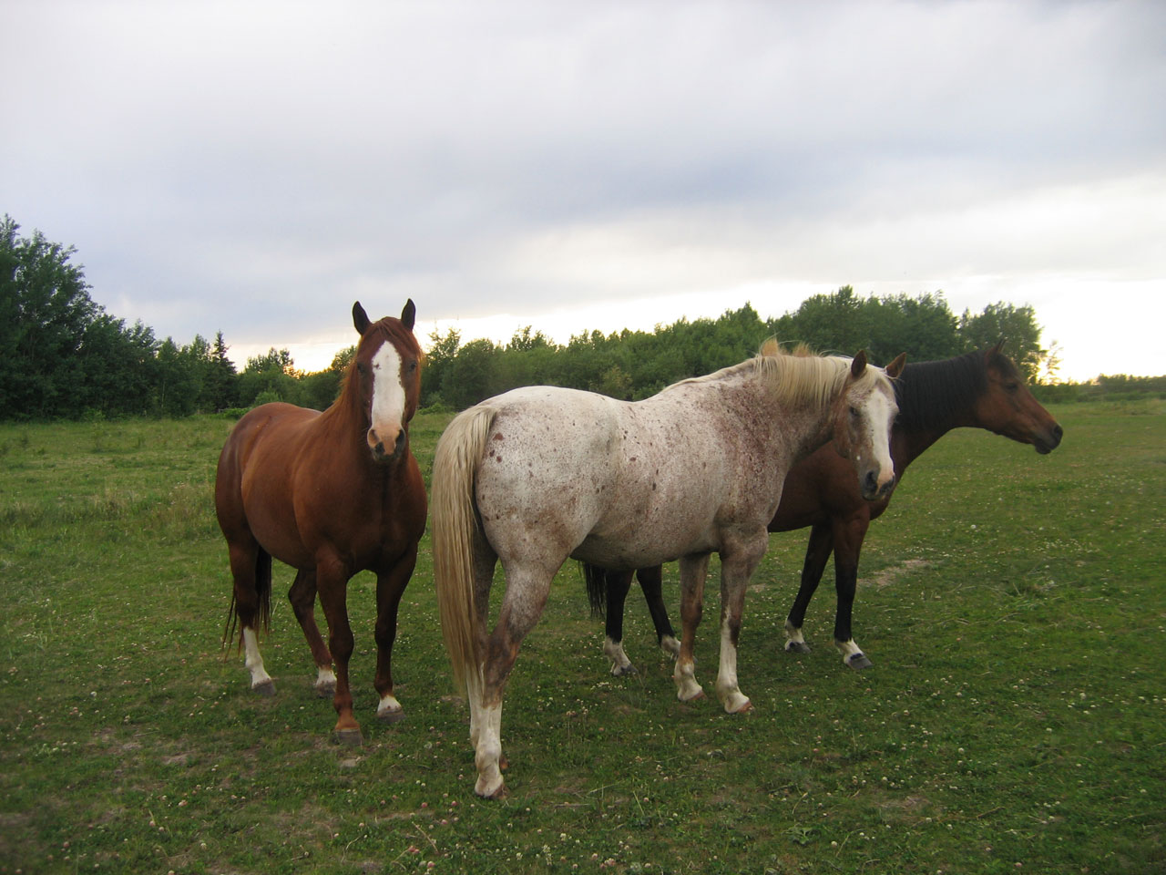 3 Cavalos em um pasto verde