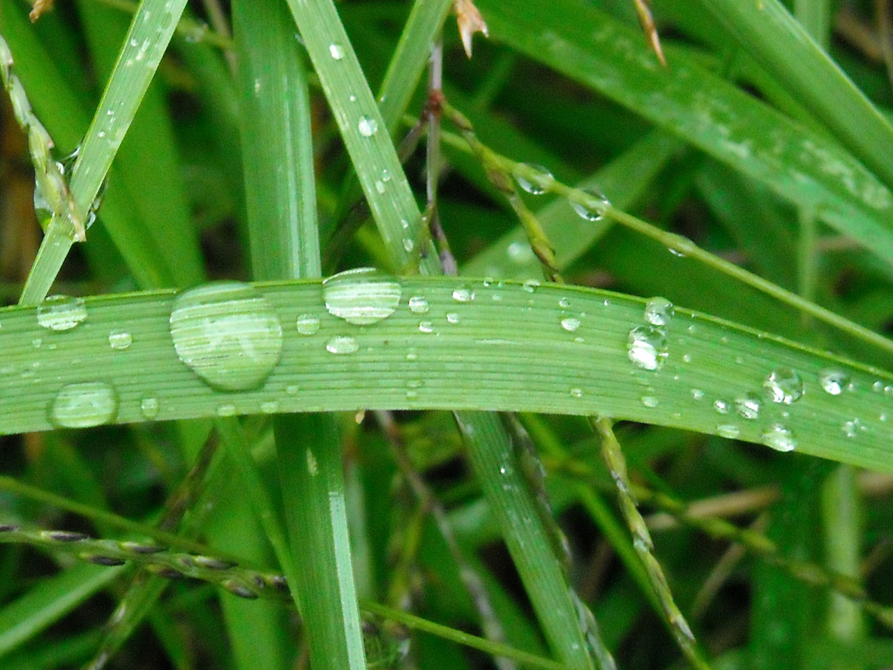 Gotas de chuva na grama