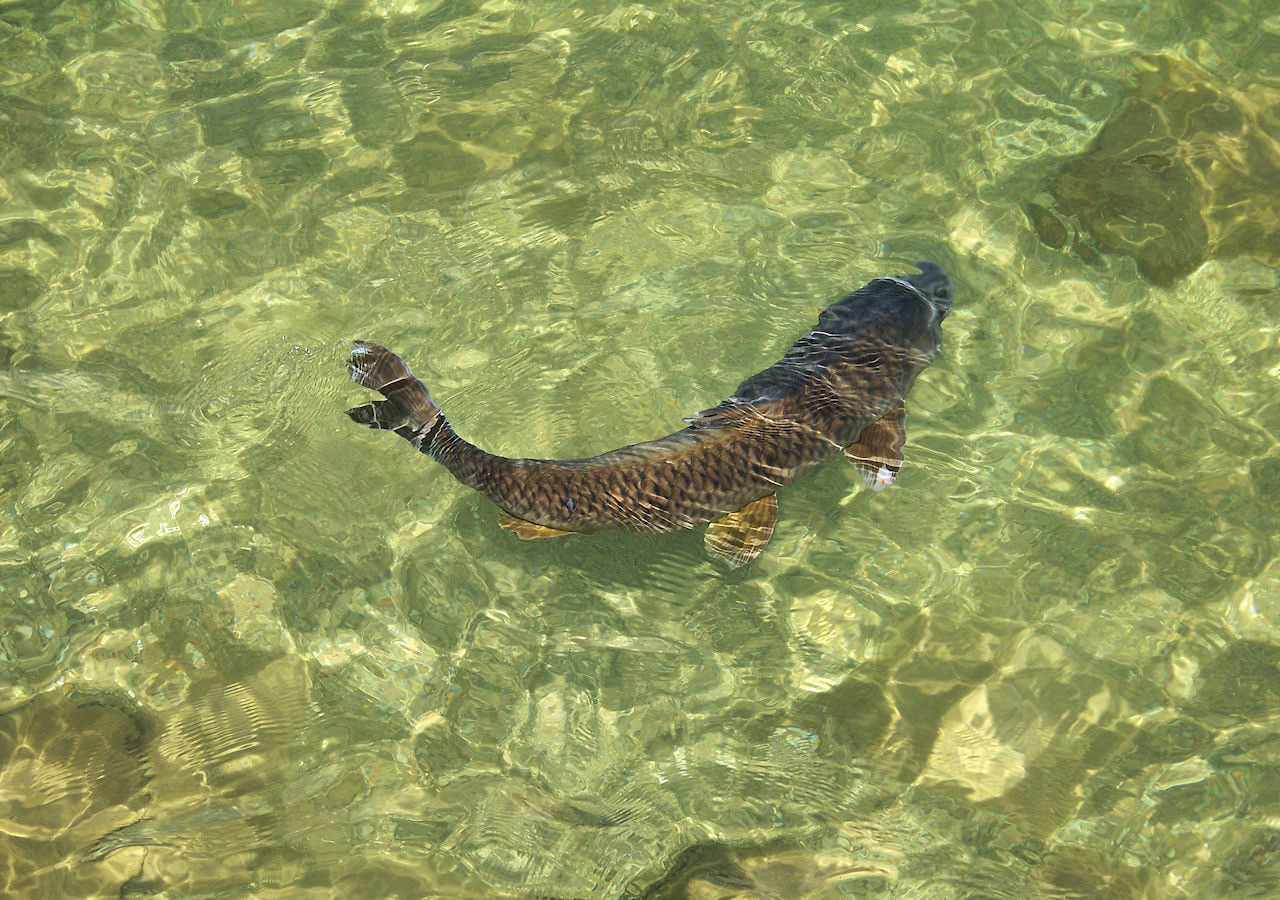 Fish In Clear Water