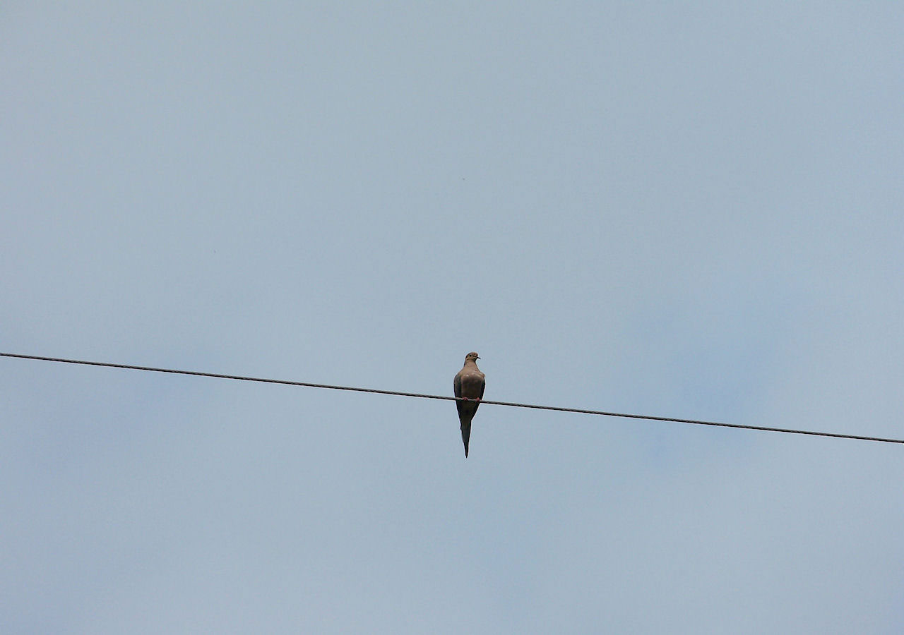 Pigeon On A Wire